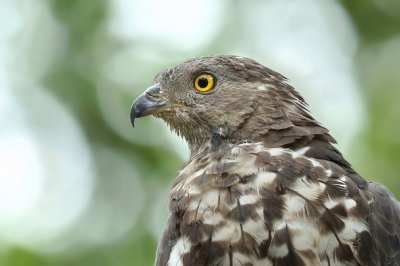 <i class='fa fa-user'></i> Frank Kremer |   Wespendief  <i class='fa fa-eye'> 431</i>  <i class='fa fa-thumbs-up'> 20</i>   <i class='fa fa-comment-o'> 15</i>