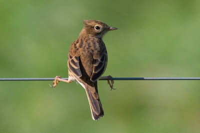 Getoond wordt de wijze waarop deze vogel op de dunne draad zit: laag voor een goed evenwicht.