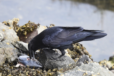 <i class='fa fa-user'></i> Gerard Visser |   Raaf  <i class='fa fa-eye'> 231</i>  <i class='fa fa-thumbs-up'> 2</i>   <i class='fa fa-comment-o'> 10</i>