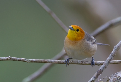 <i class='fa fa-user'></i> charlysax |   Oranjekoptangare  <i class='fa fa-eye'> 179</i>  <i class='fa fa-thumbs-up'> 9</i>   <i class='fa fa-comment-o'> 8</i>