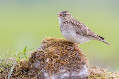 <i class='fa fa-user'></i> FransvanBoxtel |   Boomleeuwerik  <i class='fa fa-eye'> 339</i>  <i class='fa fa-thumbs-up'> 7</i>   <i class='fa fa-comment-o'> 9</i>