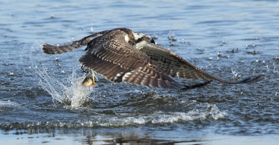 <i class='fa fa-user'></i> horneman69 |   Visarend  <i class='fa fa-eye'> 536</i>  <i class='fa fa-thumbs-up'> 14</i>   <i class='fa fa-comment-o'> 9</i>