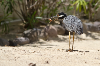 <i class='fa fa-user'></i> gras4711 |   Geelkruinkwak  <i class='fa fa-eye'> 218</i>  <i class='fa fa-thumbs-up'> 1</i>   <i class='fa fa-comment-o'> 3</i>