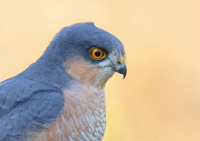 <i class='fa fa-user'></i> thijsglastra |   Sperwer  <i class='fa fa-eye'> 455</i>  <i class='fa fa-thumbs-up'> 12</i>   <i class='fa fa-comment-o'> 23</i>