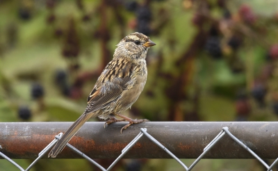 <i class='fa fa-user'></i> Gerard Visser |   Witkruingors  <i class='fa fa-eye'> 236</i>  <i class='fa fa-thumbs-up'> 1</i>   <i class='fa fa-comment-o'> 5</i>