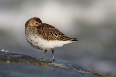 <i class='fa fa-user'></i> groenvogel57 |   Bonte Strandloper  <i class='fa fa-eye'> 281</i>  <i class='fa fa-thumbs-up'> 4</i>   <i class='fa fa-comment-o'> 6</i>