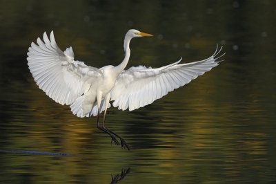 <i class='fa fa-user'></i> Johan G |   Grote Zilverreiger  <i class='fa fa-eye'> 381</i>  <i class='fa fa-thumbs-up'> 24</i>   <i class='fa fa-comment-o'> 15</i>
