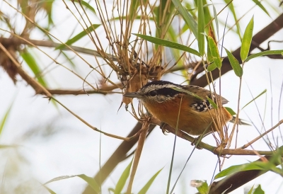 <i class='fa fa-user'></i> charlysax |   Witbrauwmiervogel  <i class='fa fa-eye'> 208</i>  <i class='fa fa-thumbs-up'> 1</i>   <i class='fa fa-comment-o'> 2</i>