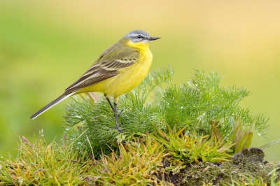 <i class='fa fa-user'></i> FransvanBoxtel |   Gele Kwikstaart  <i class='fa fa-eye'> 351</i>  <i class='fa fa-thumbs-up'> 12</i>   <i class='fa fa-comment-o'> 9</i>