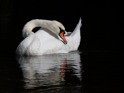 <i class='fa fa-user'></i> Truus Aletta Maan |   Knobbelzwaan  <i class='fa fa-eye'> 239</i>   <i class='fa fa-comment-o'> 6</i>