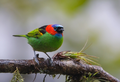 <i class='fa fa-user'></i> charlysax |   Roodnektangare  <i class='fa fa-eye'> 242</i>  <i class='fa fa-thumbs-up'> 13</i>   <i class='fa fa-comment-o'> 17</i>