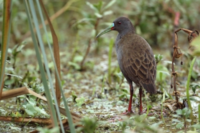 <i class='fa fa-user'></i> Martjan Lammertink |   Loodgrijze Ral  <i class='fa fa-eye'> 269</i>  <i class='fa fa-thumbs-up'> 7</i>   <i class='fa fa-comment-o'> 8</i>