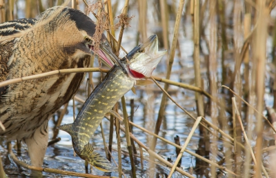 <i class='fa fa-user'></i> Kevin Sundermann |   Roerdomp  <i class='fa fa-eye'> 869</i>  <i class='fa fa-thumbs-up'> 46</i>   <i class='fa fa-comment-o'> 21</i>