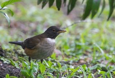 <i class='fa fa-user'></i> charlysax |   Witneklijster  <i class='fa fa-eye'> 145</i>   <i class='fa fa-comment-o'> 2</i>