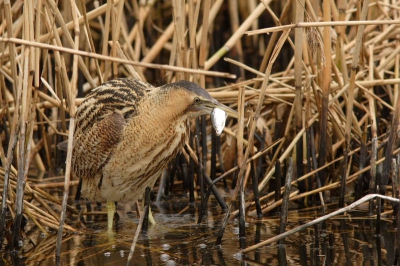 Tja, ook een roerdomp moet eten!
Een van de zeldzame foto's van een roerdomp met prooi?