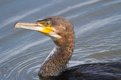 Ik was eigenlijk naar deze plek gegaan met de MO van oktober in gedachten, maar dat lukte niet. De reigers die er waren, zaten veel te ver weg. Dan maar zien wat er wel voor de lens wil komen. Deze Aalscholver wilde wel. Regelmatig kwam hij zelfs te dichtbij voor een goede foto.