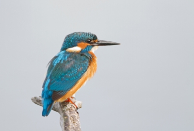 Deze prachtige IJsvogel kwam voor mijn neus poseren, toen ik eigenlijk op zoek was naar reigersoorten. Zo iets moois kan je natuurlijk niet aan je voorbij laten gaan.
Toegegeven dat deze pose erg traditioneel is. (Een of meer andere poses volgen mogelijk later nog.)