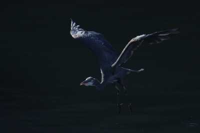 <i class='fa fa-user'></i> Gerard Visser |   Amerikaanse Blauwe Reiger  <i class='fa fa-eye'> 284</i>  <i class='fa fa-thumbs-up'> 13</i>   <i class='fa fa-comment-o'> 11</i>
