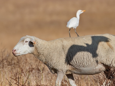 <i class='fa fa-user'></i> Bert Snijder |   Koereiger  <i class='fa fa-eye'> 348</i>  <i class='fa fa-thumbs-up'> 17</i>   <i class='fa fa-comment-o'> 10</i>