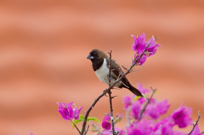 <i class='fa fa-user'></i> JHR |   Javaans Bronzemannetje  <i class='fa fa-eye'> 198</i>  <i class='fa fa-thumbs-up'> 2</i>   <i class='fa fa-comment-o'> 6</i>