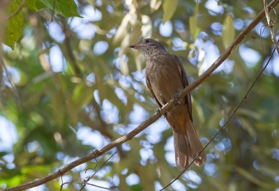 <i class='fa fa-user'></i> charlysax |   Kaneelbuikpiha  <i class='fa fa-eye'> 148</i>   <i class='fa fa-comment-o'> 2</i>