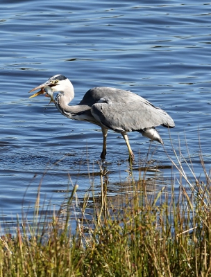 Natuurgebied De Luyssen in Bree Belgie.
Diverse reigersoorten, waaronder deze prachtige blauwe reiger