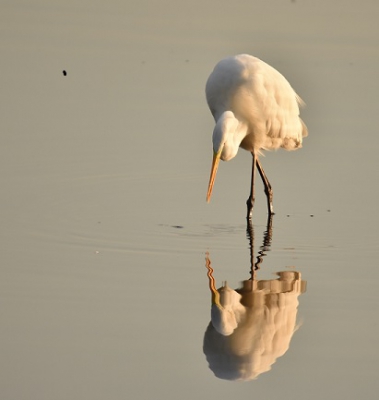 Grote Zilverreiger, kijkend naar zijn spiegelbeeld, of toch loerend naar een smakelijk visje?