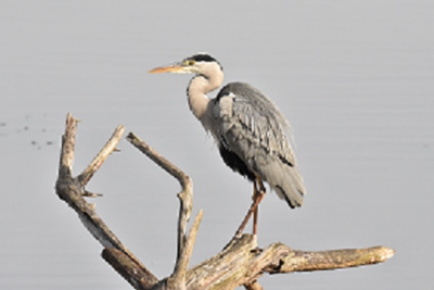 Grote Blauwe reiger zittend op een tak op de uitkijk naar concurrentie. Genoeg vis voor allen