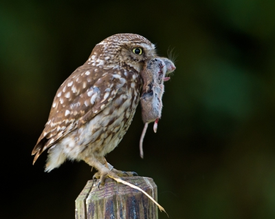 De steenuiltjes zijn redelijk vertegenwoordigt bij ons in het dorp. De prooien waren tot nu toe vooral kevers en ander klein spul. Dit steenuiltje kwam uit het grasland tevoorschijn met een muis in de poten. Hij landde gelukkig vlak voor me op een paaltje nam de muis in de snavel en vloog ermee weg. Ik had net voldoende tijd een paar foto's te nemen vanuit de auto.