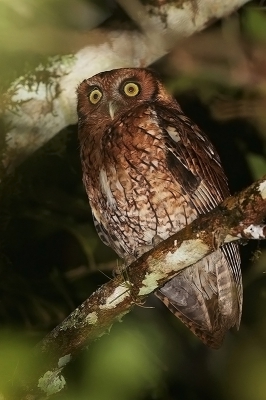 <i class='fa fa-user'></i> charlysax |   Langoorschreeuwuil  <i class='fa fa-eye'> 175</i>  <i class='fa fa-thumbs-up'> 2</i>   <i class='fa fa-comment-o'> 7</i>