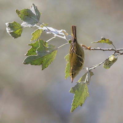 <i class='fa fa-user'></i> Peter Soer |   Bladkoning  <i class='fa fa-eye'> 396</i>  <i class='fa fa-thumbs-up'> 5</i>   <i class='fa fa-comment-o'> 6</i>