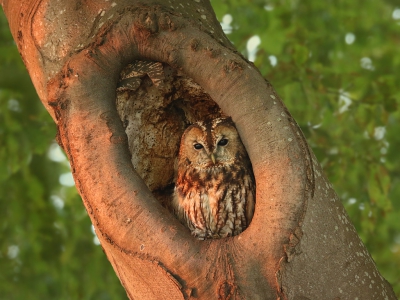 <i class='fa fa-user'></i> thijsglastra |   Bosuil  <i class='fa fa-eye'> 750</i>  <i class='fa fa-thumbs-up'> 23</i>   <i class='fa fa-comment-o'> 14</i>