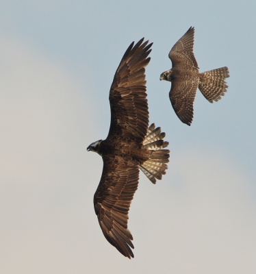 <i class='fa fa-user'></i> horneman69 |   Slechtvalk  <i class='fa fa-eye'> 530</i>  <i class='fa fa-thumbs-up'> 4</i>   <i class='fa fa-comment-o'> 4</i>