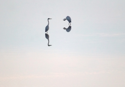 <i class='fa fa-user'></i> vanmarle |   Blauwe Reiger  <i class='fa fa-eye'> 250</i>  <i class='fa fa-thumbs-up'> 4</i>   <i class='fa fa-comment-o'> 3</i>