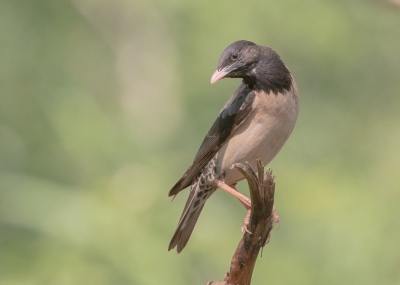 Een roze spreeuw had ik nog niet eerder gezien, en dan ineens komen er een paar in beeld tussen de gewone spreeuwen. Prachtige vogels zijn het.