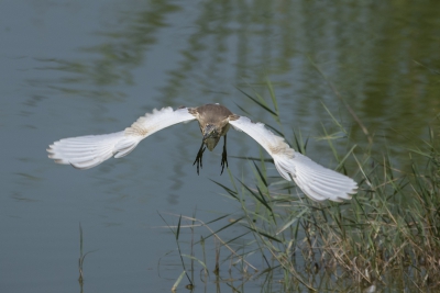 Reiger verplaatste zich in mijn richting. Heb zijn hele vlucht kunnen vastleggen.