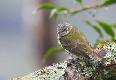 <i class='fa fa-user'></i> charlysax |   Scherpsnavel  <i class='fa fa-eye'> 172</i>  <i class='fa fa-thumbs-up'> 3</i>   <i class='fa fa-comment-o'> 6</i>