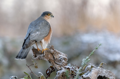 <i class='fa fa-user'></i> FransvanBoxtel |   Sperwer  <i class='fa fa-eye'> 421</i>  <i class='fa fa-thumbs-up'> 17</i>   <i class='fa fa-comment-o'> 13</i>