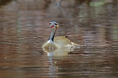 <i class='fa fa-user'></i> Henk Baptist |   Kleine Fuutkoet  <i class='fa fa-eye'> 257</i>  <i class='fa fa-thumbs-up'> 5</i>   <i class='fa fa-comment-o'> 4</i>