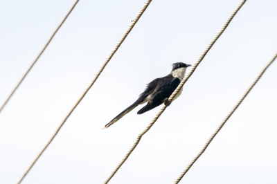 <i class='fa fa-user'></i> Louis56 |   Jacobijnkoekoek  <i class='fa fa-eye'> 188</i>  <i class='fa fa-thumbs-up'> 2</i>   <i class='fa fa-comment-o'> 3</i>