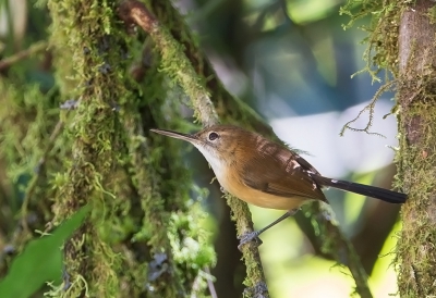 <i class='fa fa-user'></i> charlysax |   Zwartstaartmuggensluiper  <i class='fa fa-eye'> 190</i>  <i class='fa fa-thumbs-up'> 3</i>   <i class='fa fa-comment-o'> 6</i>