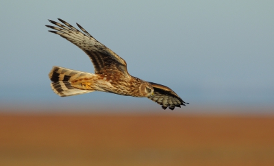 <i class='fa fa-user'></i> horneman69 |   Blauwe Kiekendief  <i class='fa fa-eye'> 346</i>  <i class='fa fa-thumbs-up'> 9</i>   <i class='fa fa-comment-o'> 9</i>