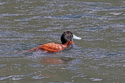 <i class='fa fa-user'></i> Henk Baptist |   Peruaanse Rosse Stekelstaart  <i class='fa fa-eye'> 208</i>   <i class='fa fa-comment-o'> 4</i>