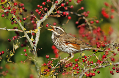 <i class='fa fa-user'></i> Daan Schoonhoven |   Koperwiek  <i class='fa fa-eye'> 384</i>  <i class='fa fa-thumbs-up'> 6</i>   <i class='fa fa-comment-o'> 4</i>