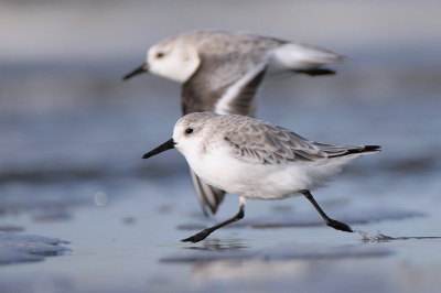 <i class='fa fa-user'></i> Gerrit Stam |   Drieteenstrandloper  <i class='fa fa-eye'> 280</i>  <i class='fa fa-thumbs-up'> 8</i>   <i class='fa fa-comment-o'> 10</i>