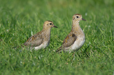 <i class='fa fa-user'></i> Marcel van der Tol |   Goudplevier  <i class='fa fa-eye'> 309</i>  <i class='fa fa-thumbs-up'> 1</i>   <i class='fa fa-comment-o'> 3</i>