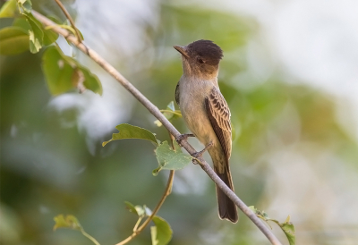 <i class='fa fa-user'></i> charlysax |   Grijsrugsirystestiran  <i class='fa fa-eye'> 194</i>  <i class='fa fa-thumbs-up'> 7</i>   <i class='fa fa-comment-o'> 6</i>