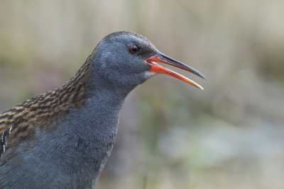 <i class='fa fa-user'></i> Bert Ooms |   Waterral  <i class='fa fa-eye'> 323</i>  <i class='fa fa-thumbs-up'> 7</i>   <i class='fa fa-comment-o'> 8</i>
