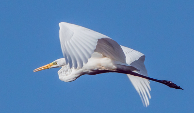 Foto werd gemaakt in het natuurgebied "Het Zwin", onder zomerse omstandigheden. Op de foto kan je nog zien dat de reiger juist in het water is geweest door zijn natte snavel en natte poten.