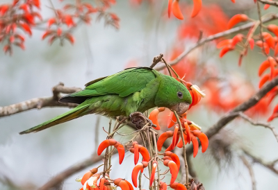 <i class='fa fa-user'></i> charlysax |   Tiricaparkiet  <i class='fa fa-eye'> 193</i>  <i class='fa fa-thumbs-up'> 5</i>   <i class='fa fa-comment-o'> 6</i>